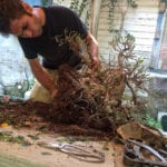 Repotting a bonsai