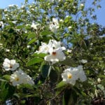 White Geiger Texas Olive tree